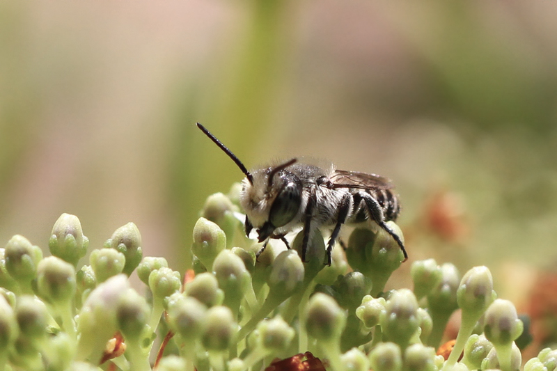 Apidae Megachilinae: Megachile sp., maschio e femmina